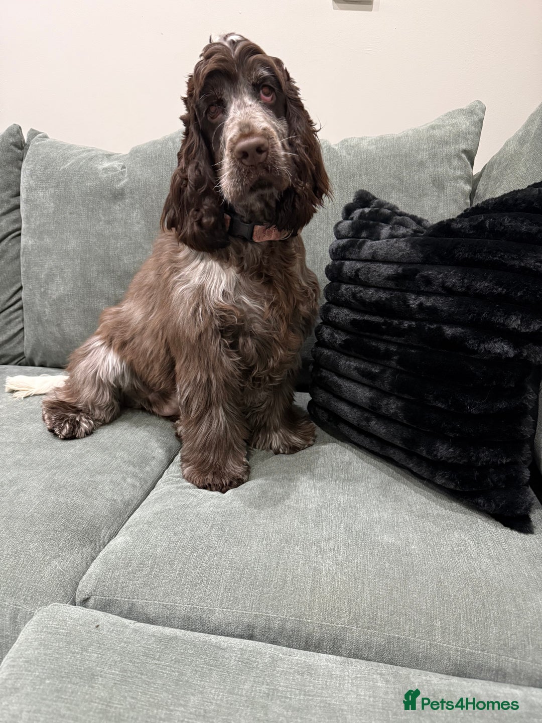 Cocker Spaniel dogs for sale: 7 Month Show Type Cocker Spaniel  - Advert 1