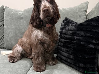 Cocker Spaniel dogs for sale: 7 Month Show Type Cocker Spaniel - Advert 1