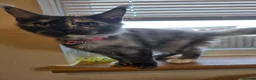 Maine Coon cats for sale: GCCF Maine Coon Kittens looking for forever homes - Advert 6