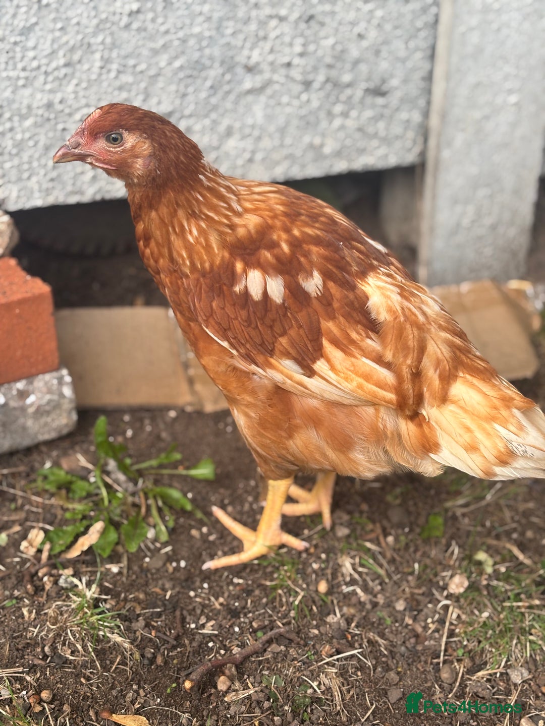 Chickens poultry for sale: 10 Female chickens for sale - Image 5