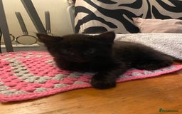 Mixed Breed cats for sale: Black/white shorthair female kitten  - Image 15