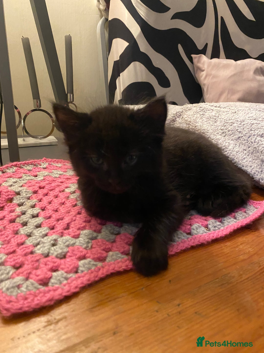 Mixed Breed cats for sale: Black/white shorthair female kitten  - Image 15