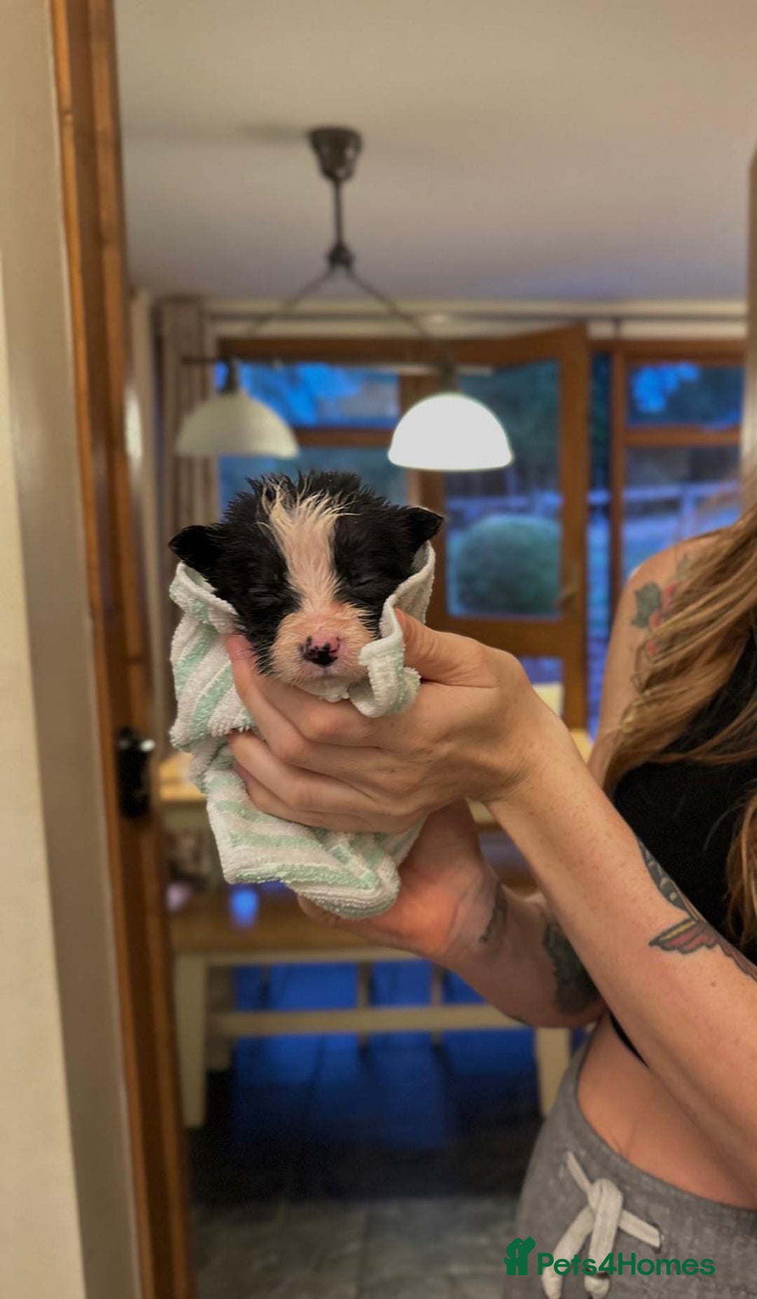 Border Collie dogs for sale: 10 Beautiful Border Collie Puppies - Image 15