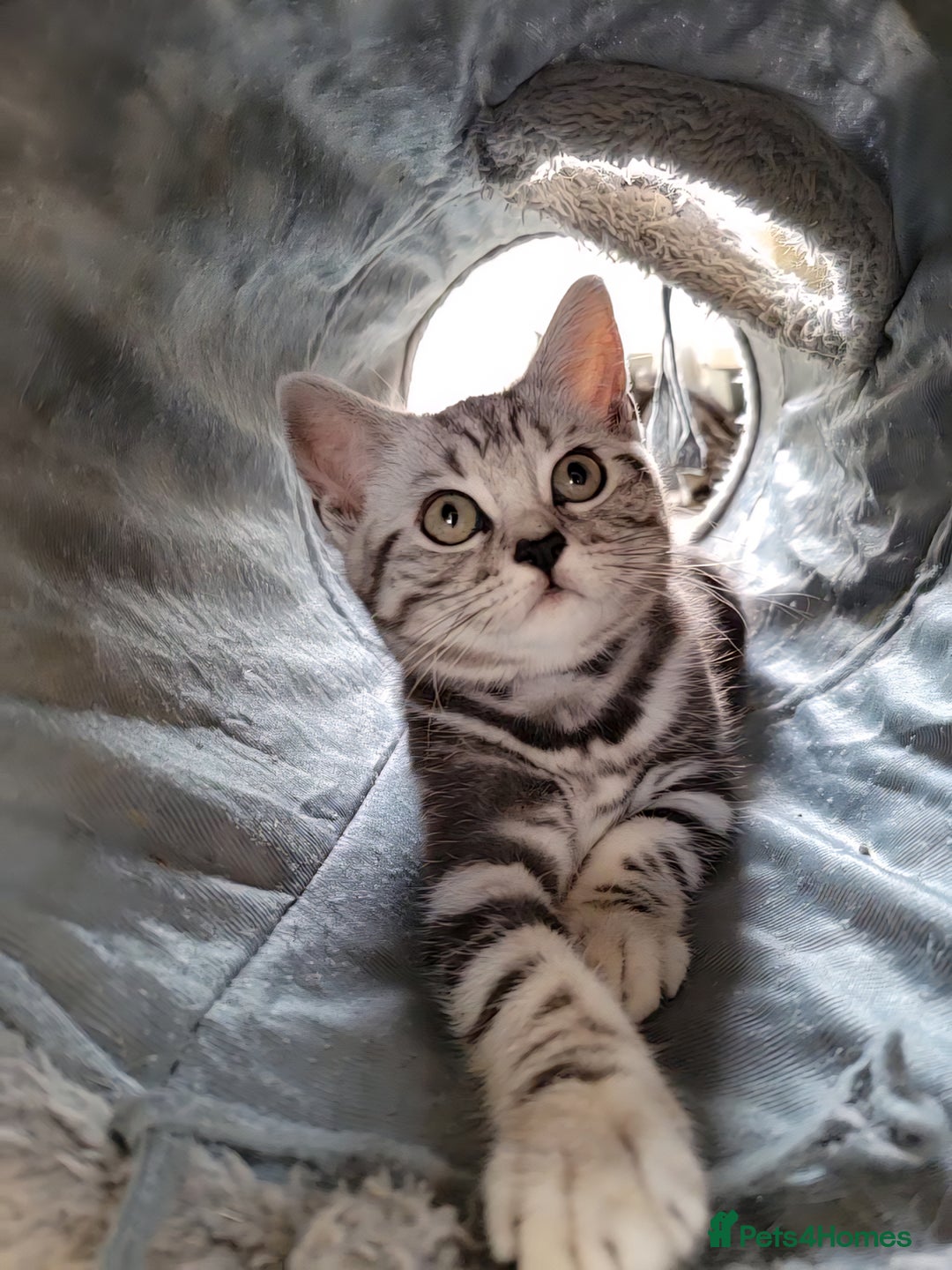 British Shorthair cats for sale: Ready to collect, Silver Tabby last 2 discounted in Rochester - Image 5