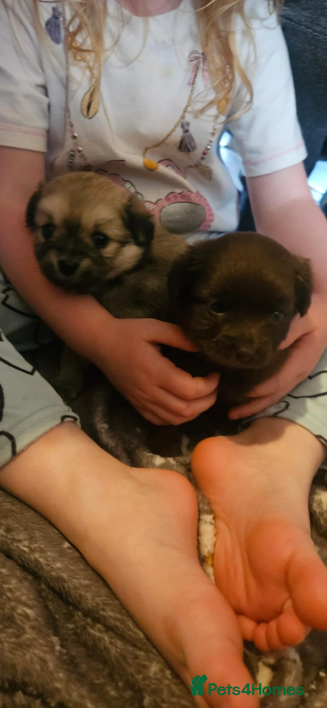 Pomchi dogs for sale: POMCHI BABYS 🩷 in Nottingham - Advert 2