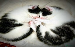 Mixed Breed cats for sale: 2 kittens left - Image 1