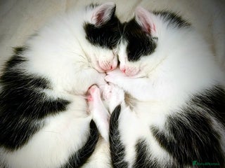 Mixed Breed cats - Advert 8