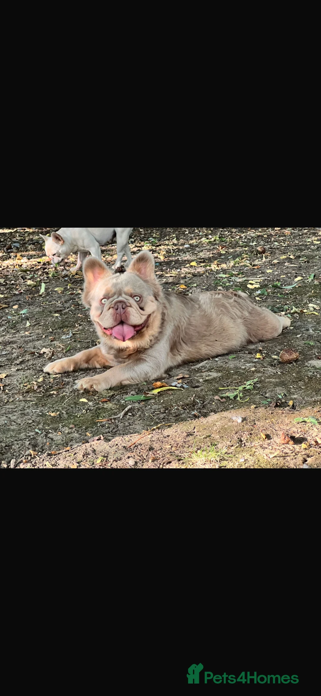 French Bulldog dogs for sale: Last of litter of 3 new shade French bulldog pup - Advert 4