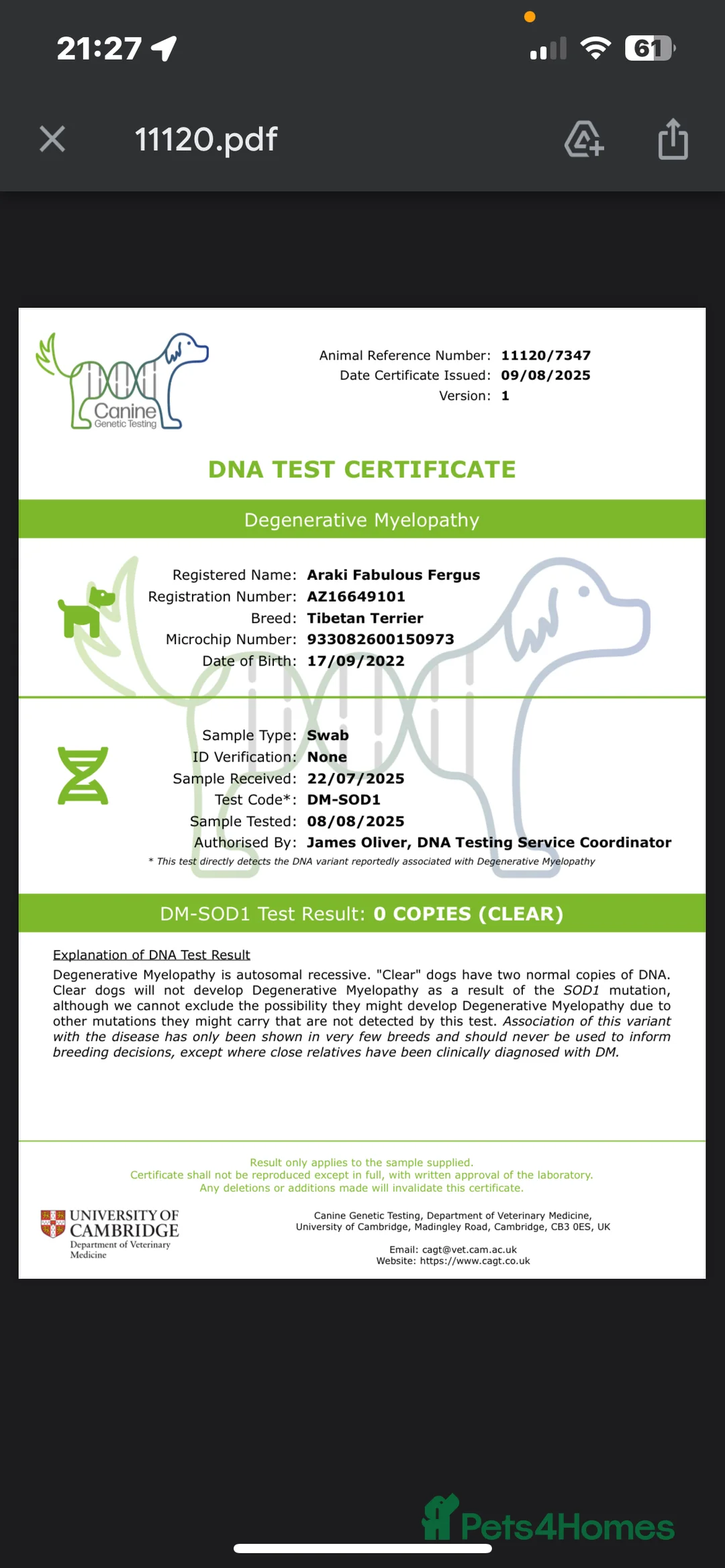 Tibetan Terrier dogs for stud: Araki Fabulous Fergus Extensive Health Tests  - Advert 23