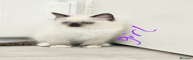 Ragdoll 2