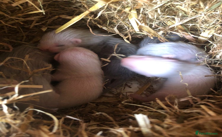Ferret rodents - Advert 20