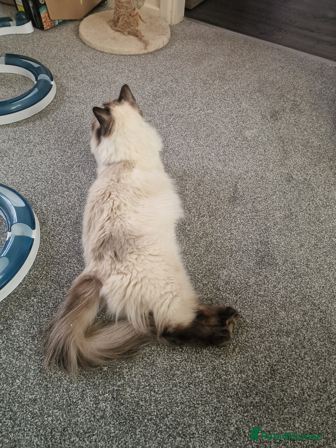 Ragdoll cats for sale: Pure Ragdoll (Retired 3yr Queen) - Image 3