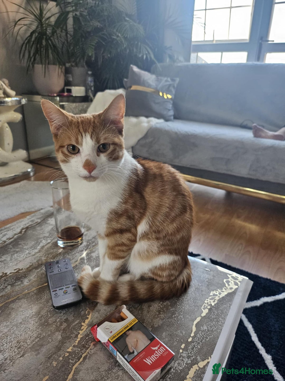 Mixed Breed cats for sale: 7 month lovely kitten for sale  - Image 1