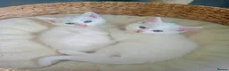 Turkish Angora cats for sale: Gorgeous Kittens!  - Advert 7