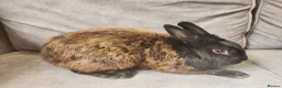Mixed Breed rabbits for sale: 4 beautiful mixed breed rabbits see Description. - Advert 15