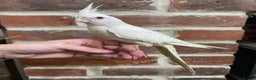 Cockatiels birds for sale: Baby Cockatiel, hand tame  - Advert 1