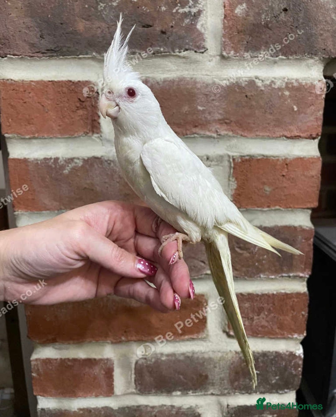 Cockatiels birds for sale: Baby Cockatiel, hand tame  - Advert 1