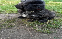 Shih Tzu dogs for sale: Shih tzu puppies looking for a forever home. - Image 25