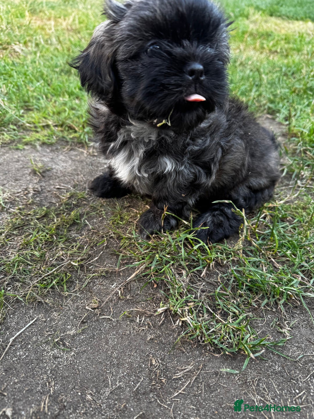 Shih Tzu dogs for sale: Shih tzu puppies looking for a forever home. - Image 25