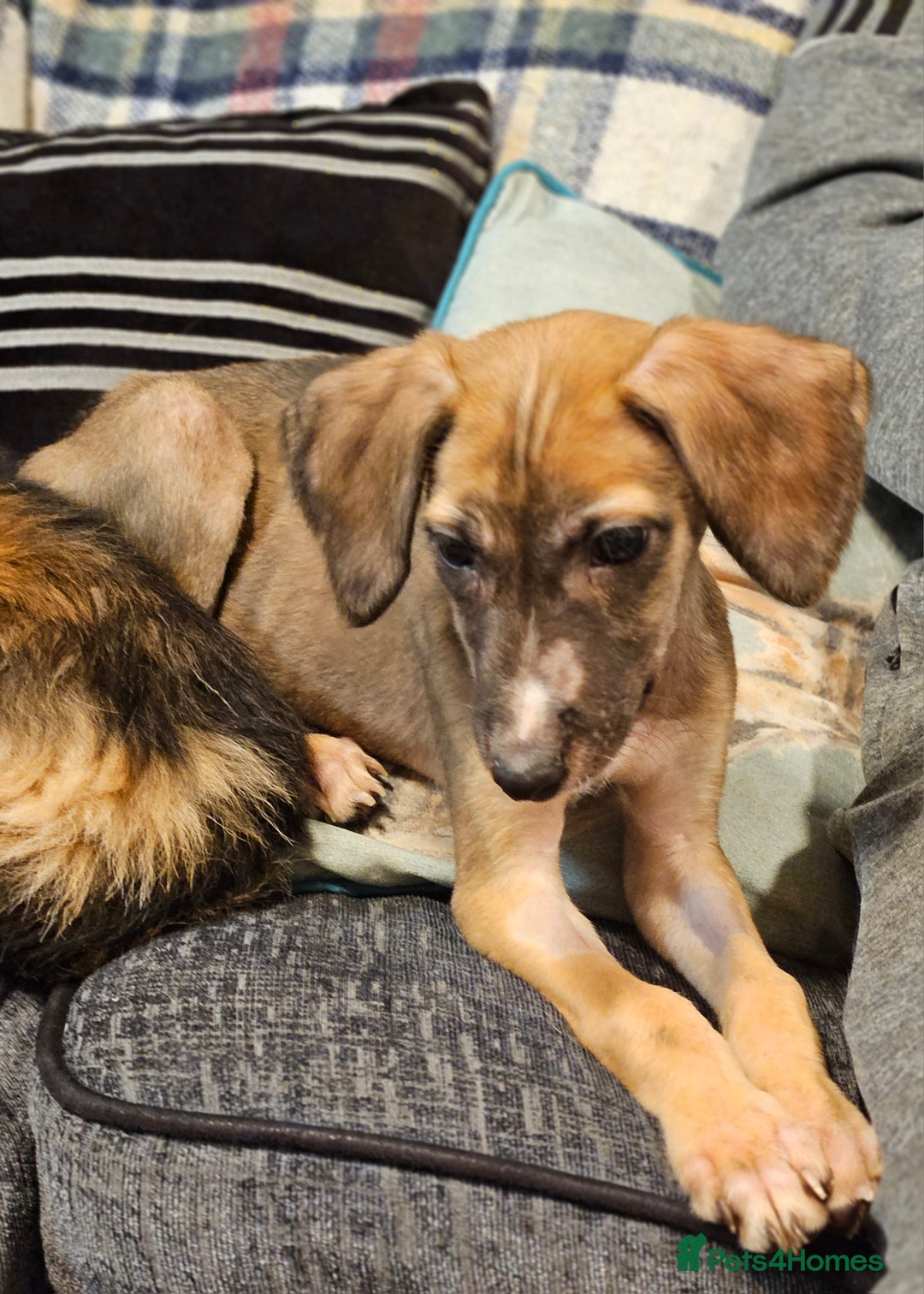 Mixed Breed dogs for sale: Beautiful Sydney ❤️ - Image 3
