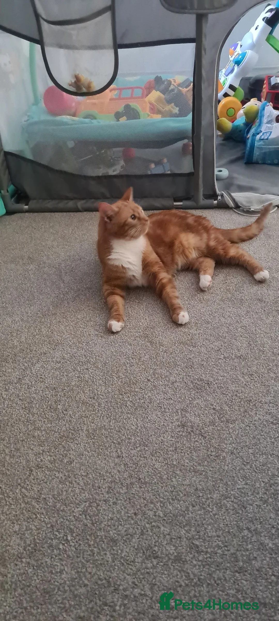 British Shorthair cats for sale: 2 year old ginger cats  in Daventry - Advert 5