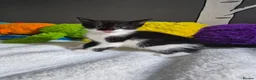 Mixed Breed cats for sale: Kittens - Advert 9