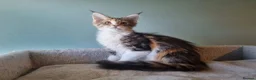 Maine Coon cats for sale: Maine Coon kittens  - Advert 1