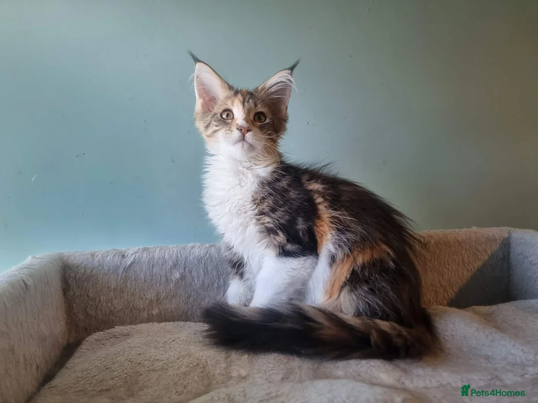 Maine Coon cats for sale: Maine Coon kittens  - Advert 1