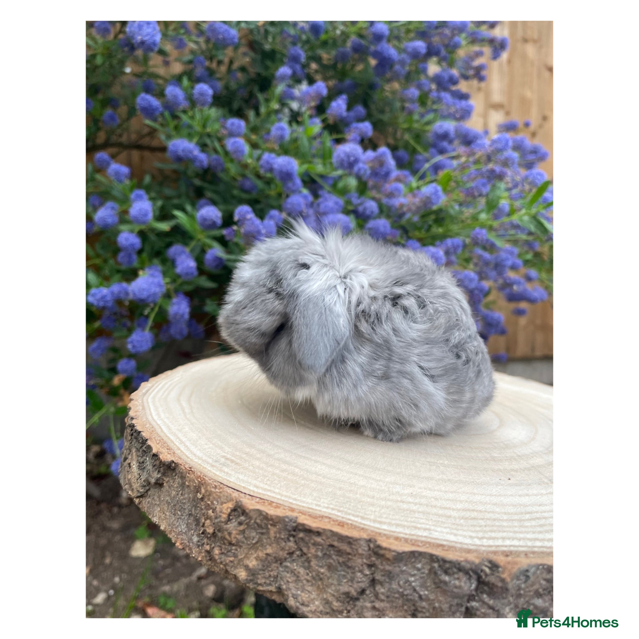 Mini Lop rabbits ɢᴏʀɢᴇᴏᴜꜱ ᴍɪɴɪ ʟᴏᴘꜱ ꜰᴏʀ ꜱᴀʟᴇ - Advert 16