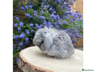 Mini Lop rabbits ɢᴏʀɢᴇᴏᴜꜱ ᴍɪɴɪ ʟᴏᴘꜱ ꜰᴏʀ ꜱᴀʟᴇ - Advert 6