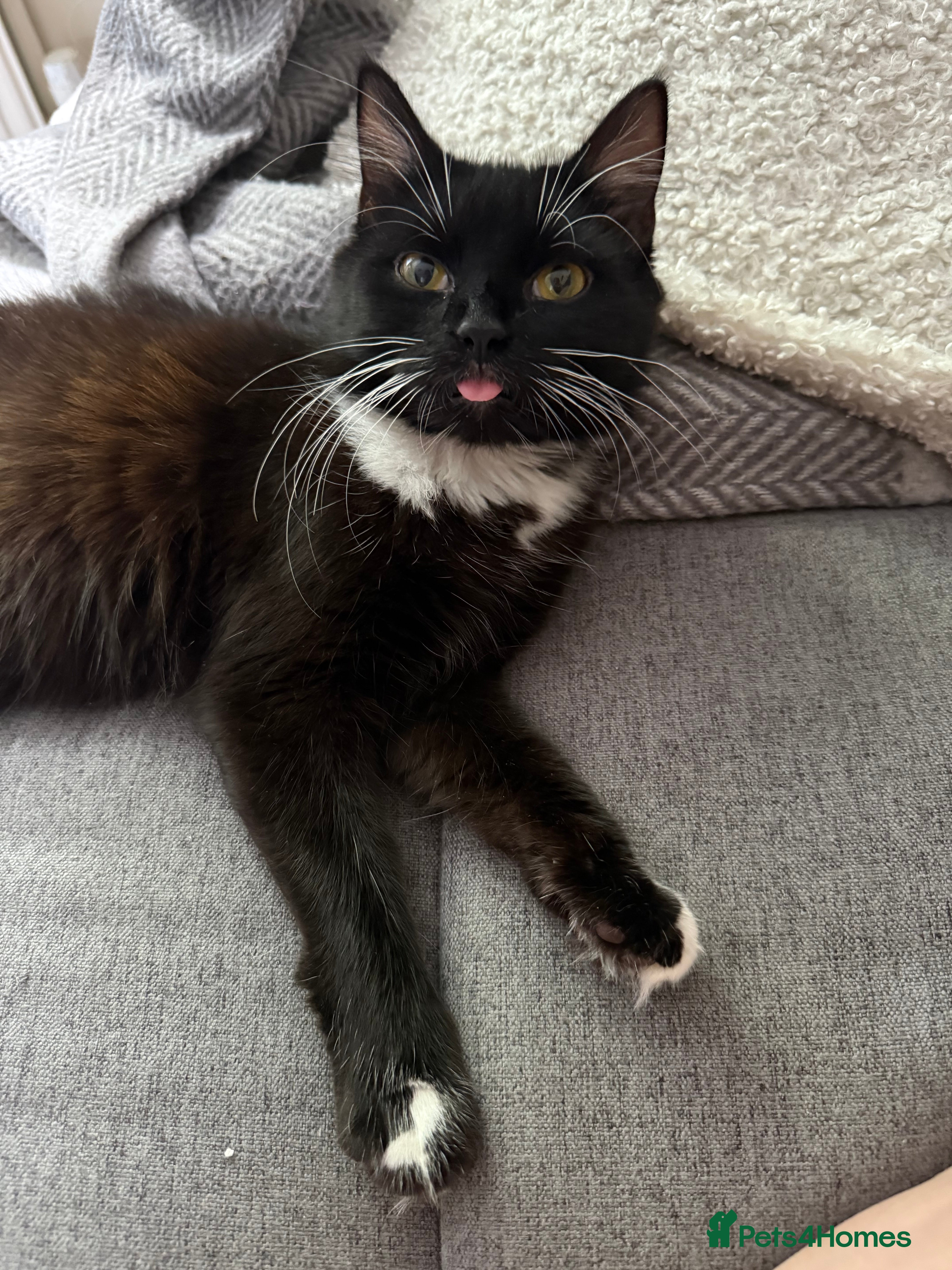 Domestic Shorthair cats Sweet Tuxedo Girl looking for a calm indoor home - Advert 4
