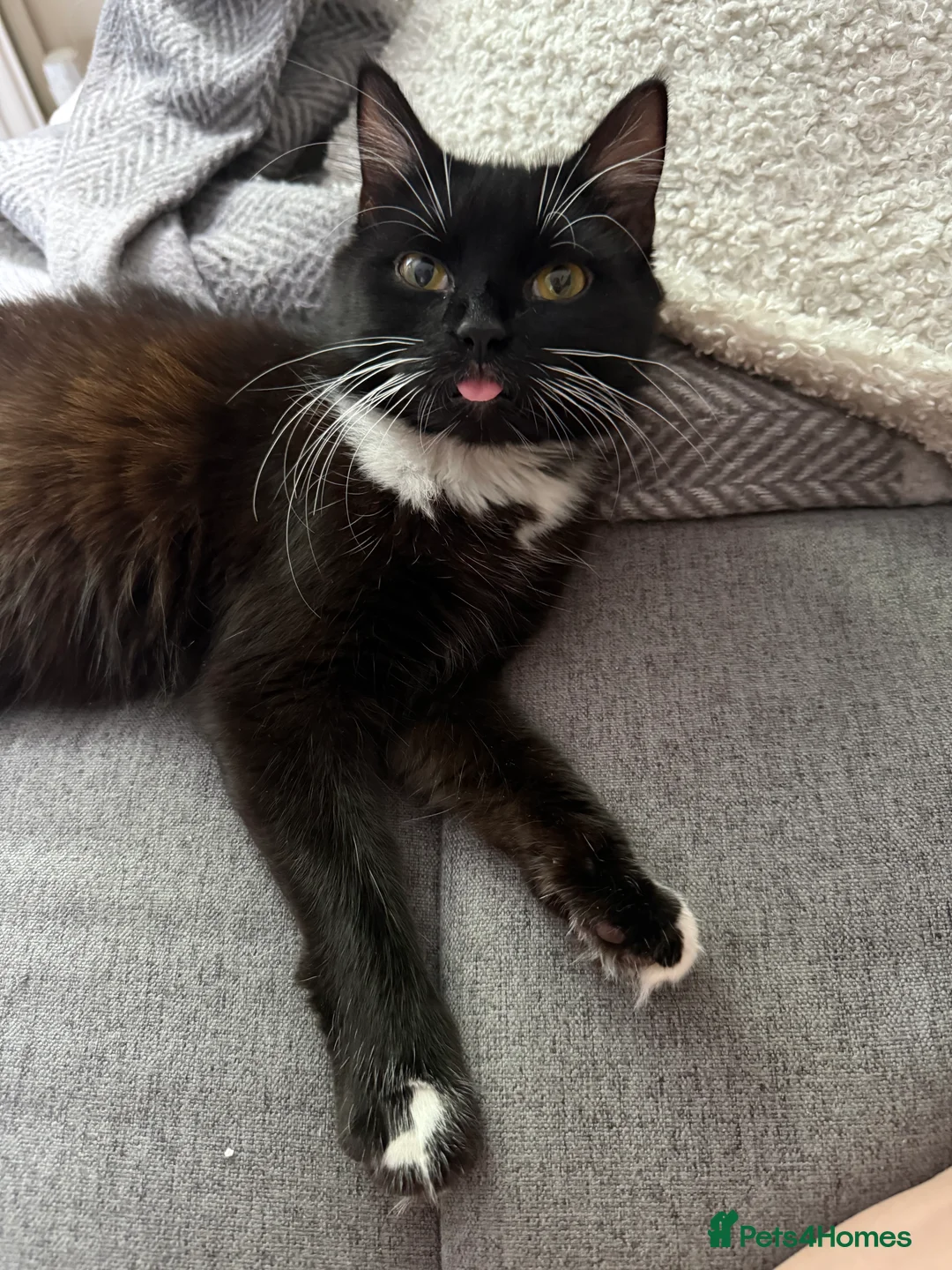 Domestic Shorthair cats for sale: Sweet Tuxedo Girl looking for a calm indoor home - Advert 1