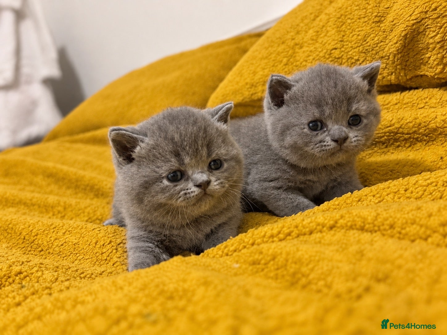 British Shorthair cats *2 Females remaining* British shorthair kittens💛 - Advert 2