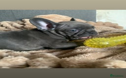 French Bulldog dogs for sale: Adorable 7 week old frenchie puppies - Image 5