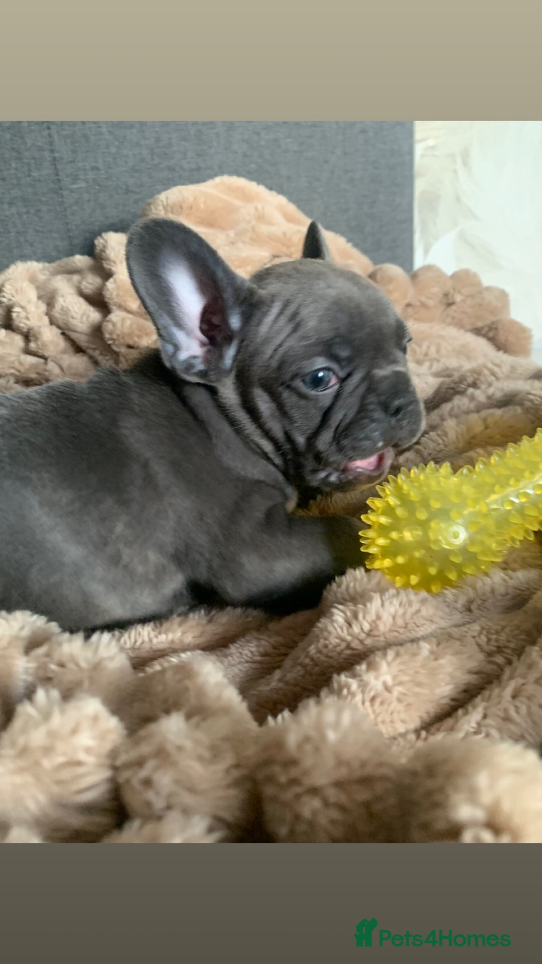 French Bulldog dogs for sale: Adorable 7 week old frenchie puppies - Image 5