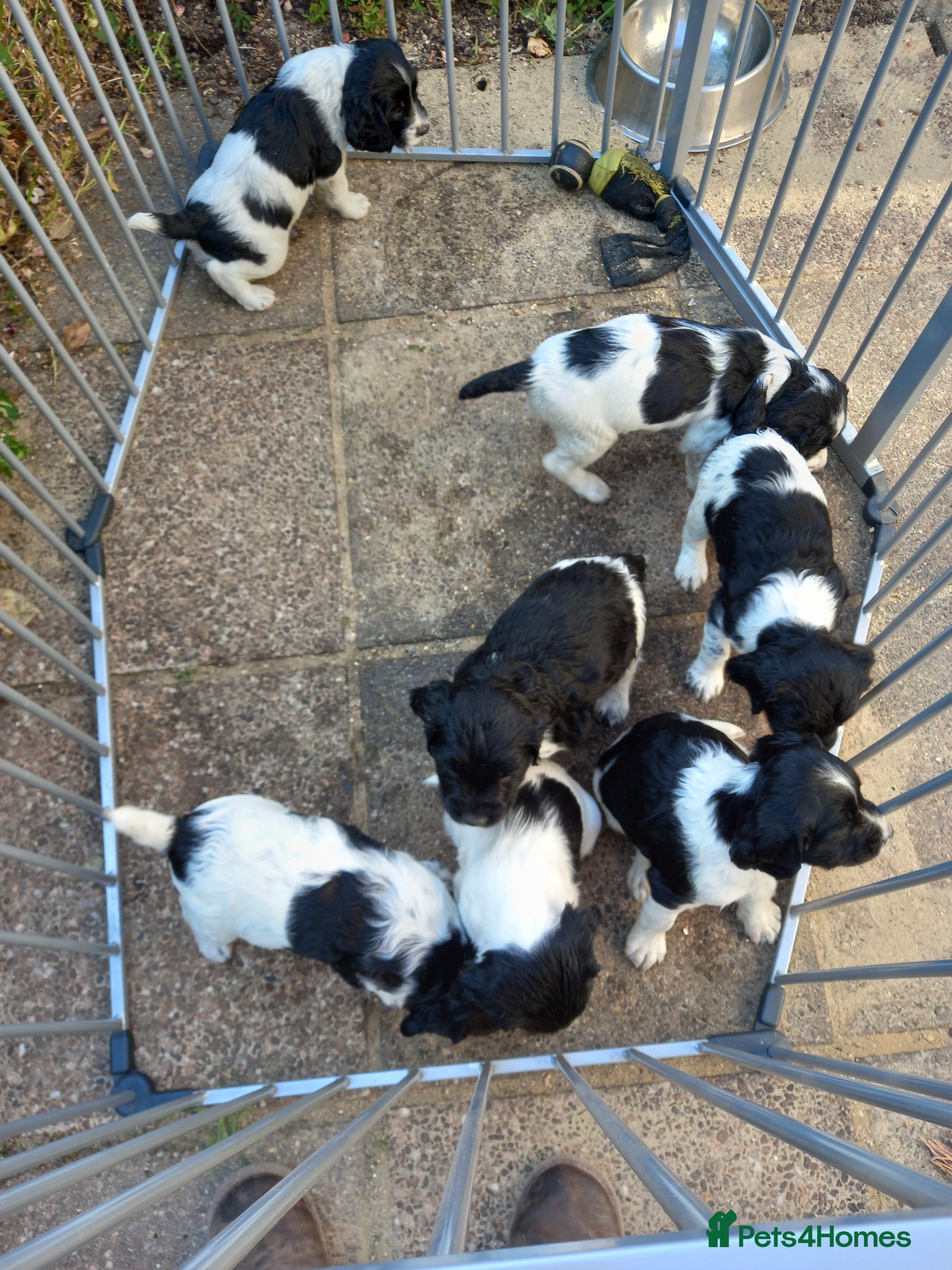 English Springer Spaniel dogs for sale: Traditional working English Springer spaniel  - Advert 1