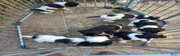 English Springer Spaniel dogs for sale: Traditional working English Springer spaniel  - Advert 1