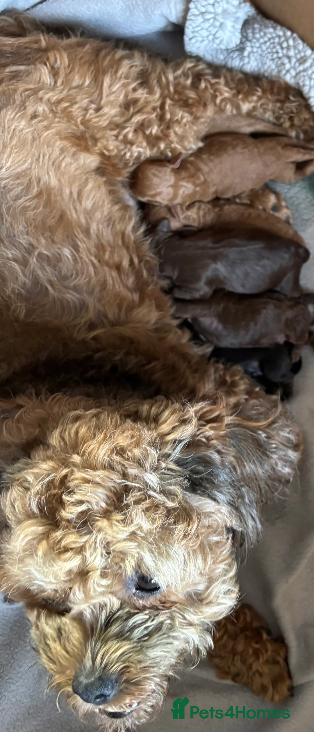 Poochon dogs for sale: Toy poochon pups chocolate and tan in Chorley - Advert 4