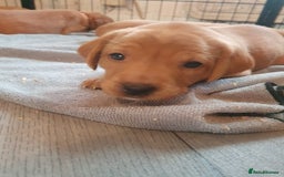 Labrador Retriever dogs for sale: **Only 2 Girls Left** Fox Red Labrador Puppies - Image 16