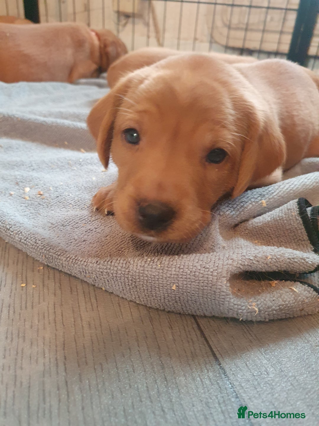 Labrador Retriever dogs for sale: **Only 2 Girls Left** Fox Red Labrador Puppies - Image 16