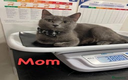 Ragdoll cats for sale: Adorable kittens ( Ragdoll cross) - Image 12