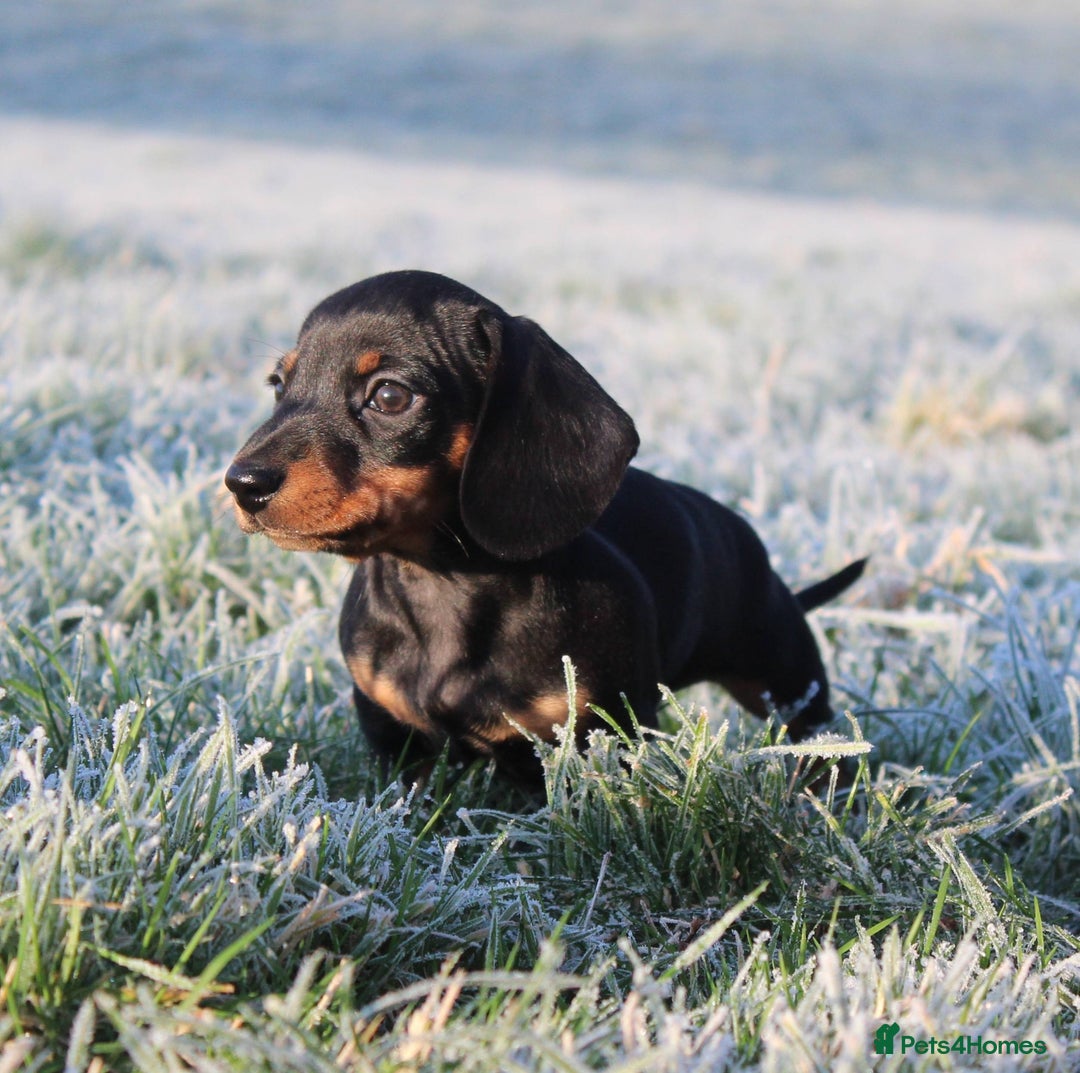 Miniature Dachshund dogs for sale: Stunning Miniature Dachshund Puppies - Advert 28