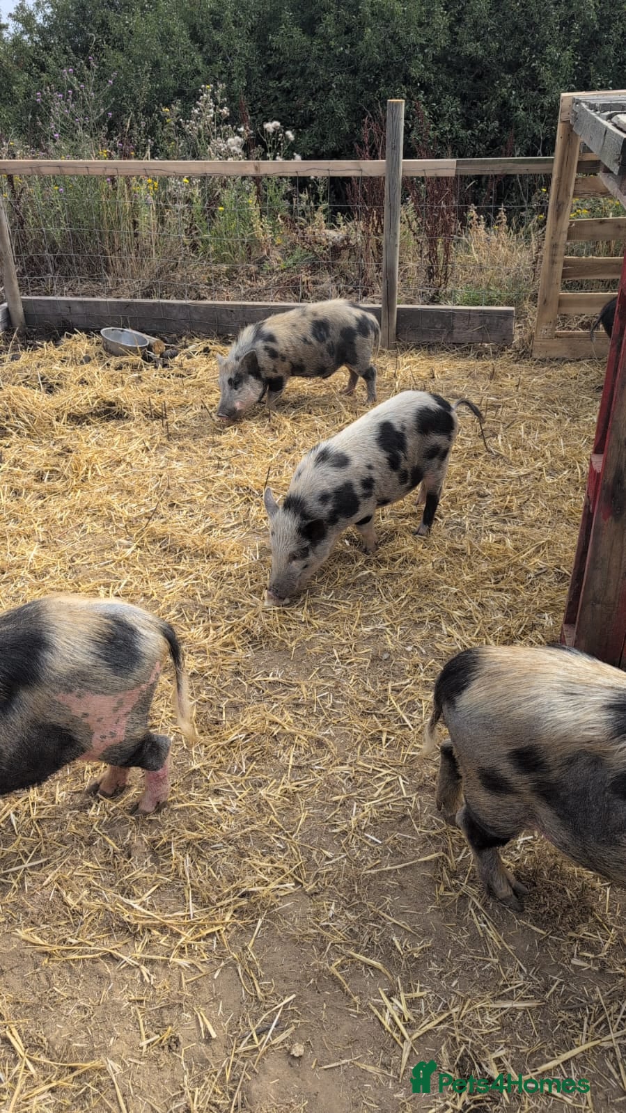 Pig livestock Kune kune cross boys  - Advert 11