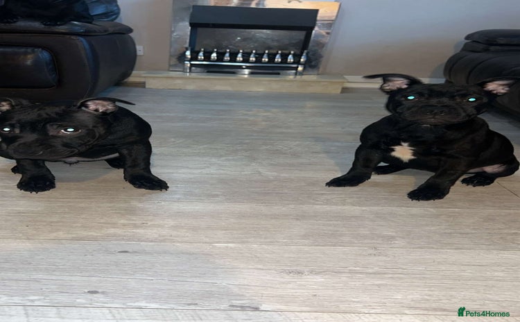 Staffordshire Bull Terrier dogs - Advert 3