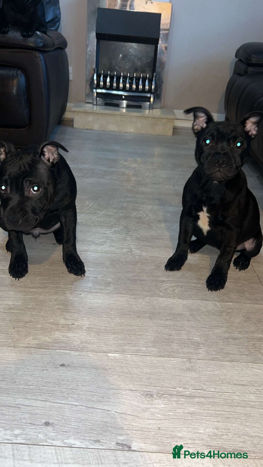 Staffordshire Bull Terrier dogs for sale: Staffy pups  - Image 1