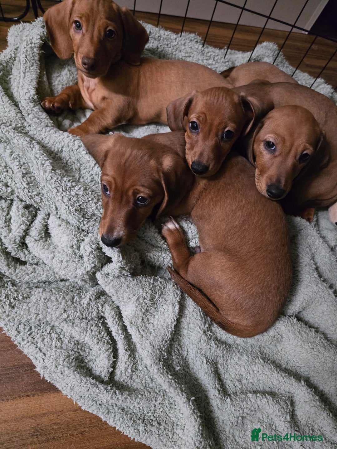 Dachshund dogs for sale: Full Minature dachsund puppies  - Advert 4