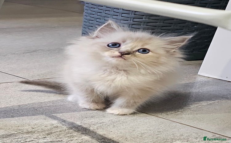 Ragdoll cats - Advert 12