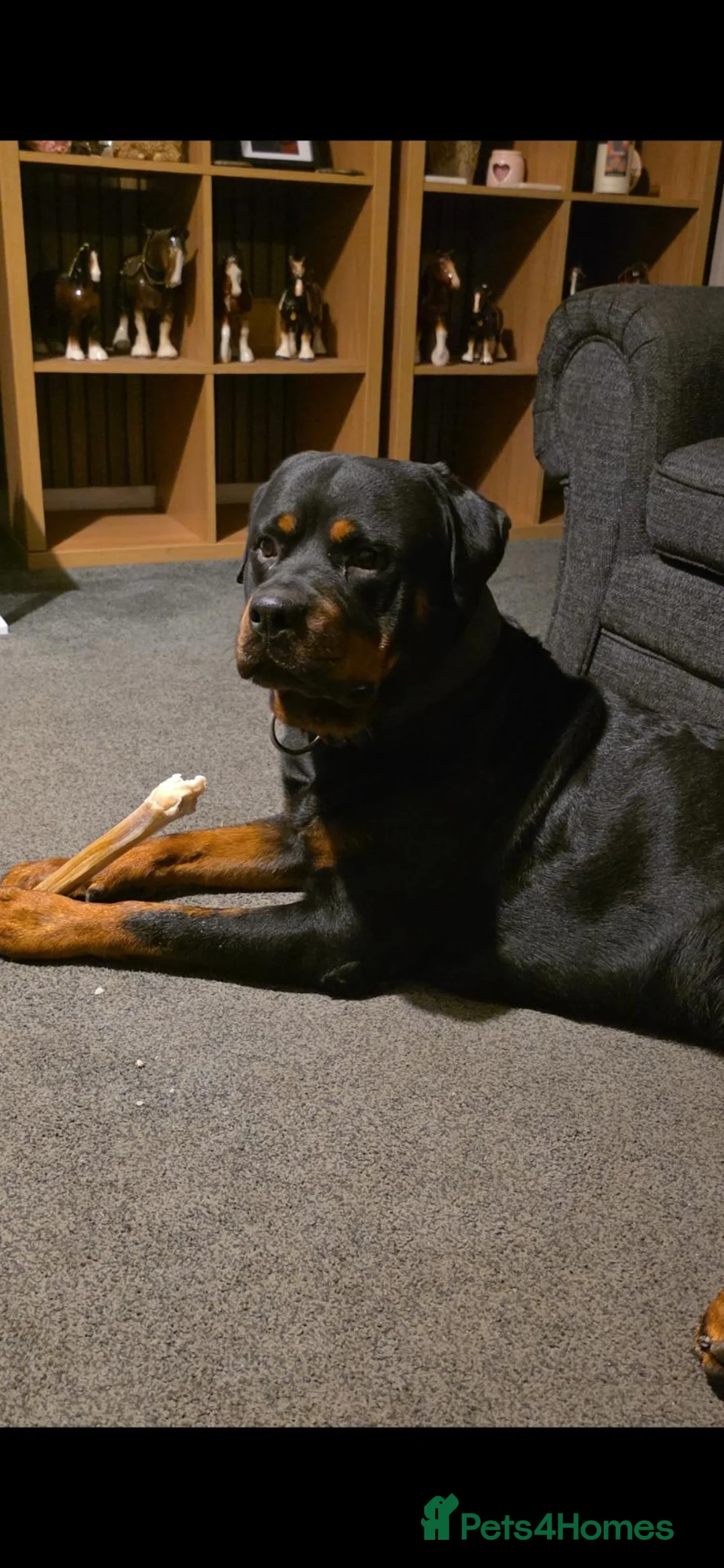 Rottweiler dogs for sale: Digger boy - Advert 10