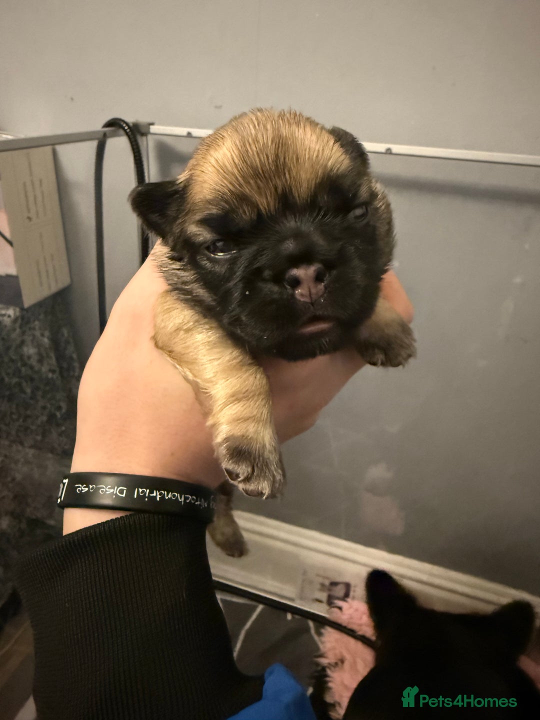 French Bulldog dogs for sale: Visual Fluffy French Bulldog Puppys - Advert 5