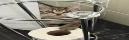 Mixed Breed cats for sale: STUNNING Tabby male and 2 x Black tabby girls.  - Advert 5
